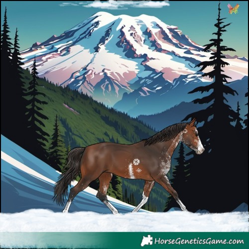 Horse Color:White Spotted Bay Tobiano 