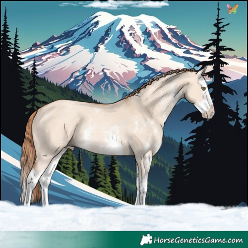 Horse Color:Gold Champagne Dun Sabino Splash Rabicano
