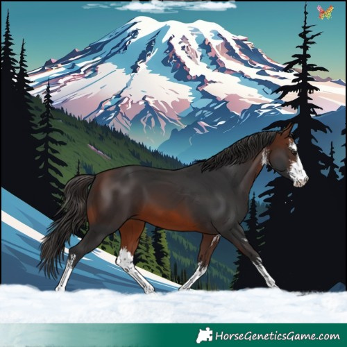 Horse Color:White Spotted Brown 