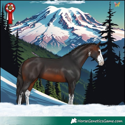 Horse Color:White Spotted Brown 