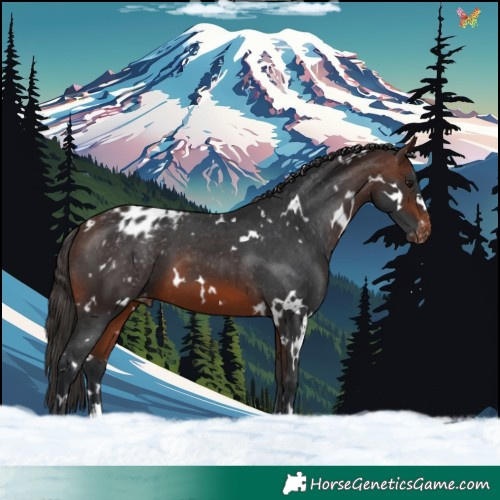 Horse Color:White Spotted Brown Appaloosa 