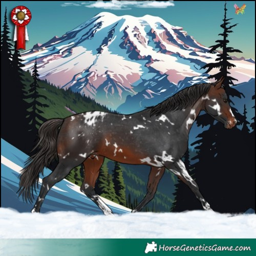 Horse Color:White Spotted Brown Appaloosa