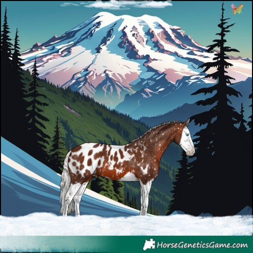 Horse Color:Silver Brown Splash Appaloosa