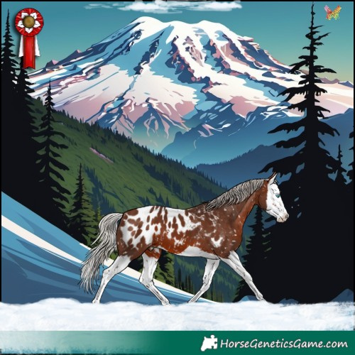 Horse Color:Silver Brown Splash Appaloosa 