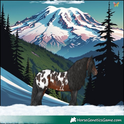Horse Color:Brown Appaloosa 