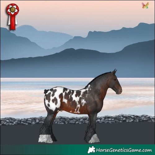 Horse Color:Brown Near Leopard 