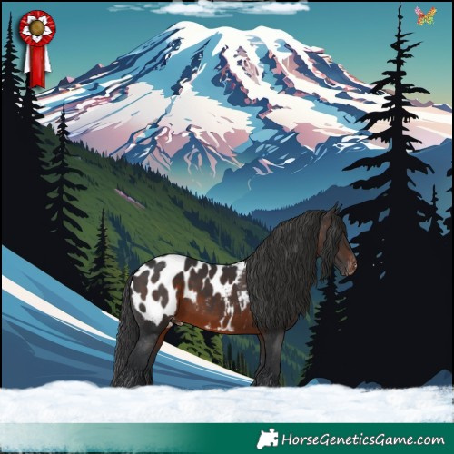 Horse Color:Brown Appaloosa