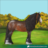 Horse Color:Brown Sabino