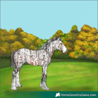 Horse Color:Gray Bay Sabino and Bay Sabino
