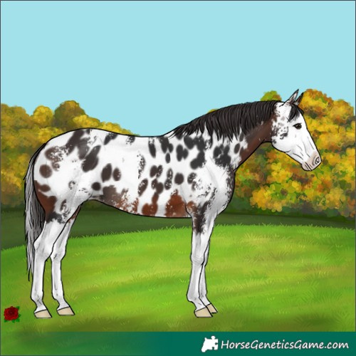 Horse Color:Brown Sabino Splash Appaloosa 
