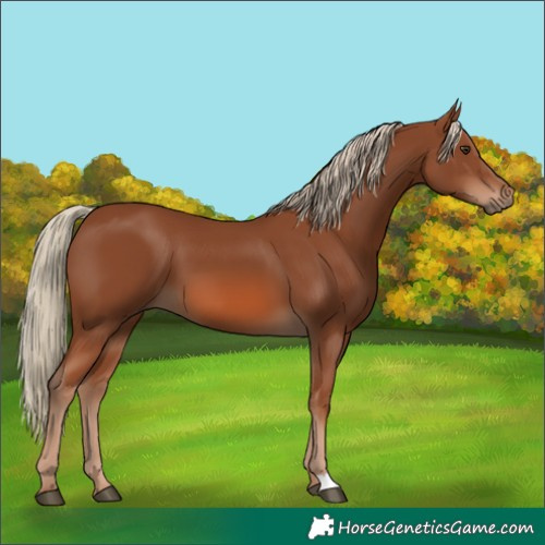Horse Color:Chestnut 