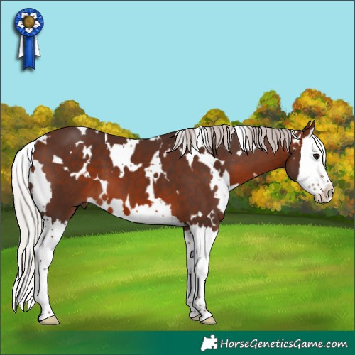 Horse Color:White Spotted Silver Brown Splash 