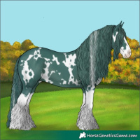 Horse Color:Watercolor White Spotted Black Splash 