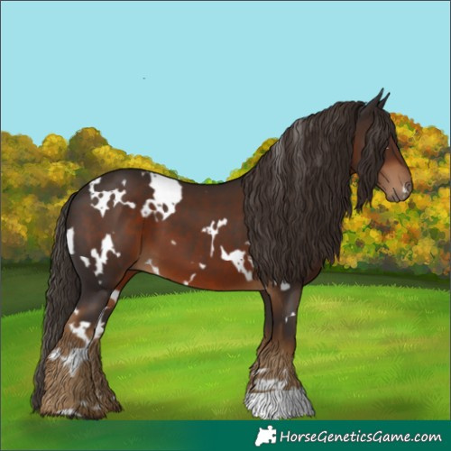 Horse Color:White Spotted Liver Chestnut 