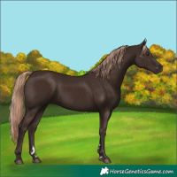Horse Color:Liver Chestnut 