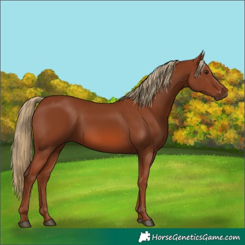 Horse Color:Chestnut 