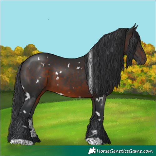 Horse Color:White Spotted Brown