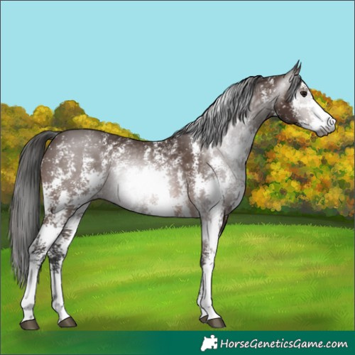 Horse Color:Gray Bay Sabino