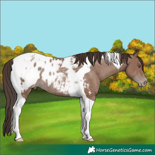 Horse Color:Classic Champagne Tobiano Appaloosa Rabicano