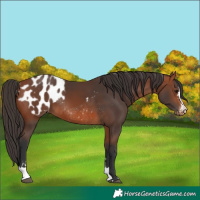 Horse Color:Bay Rabicano  and Bay Appaloosa Rabicano 