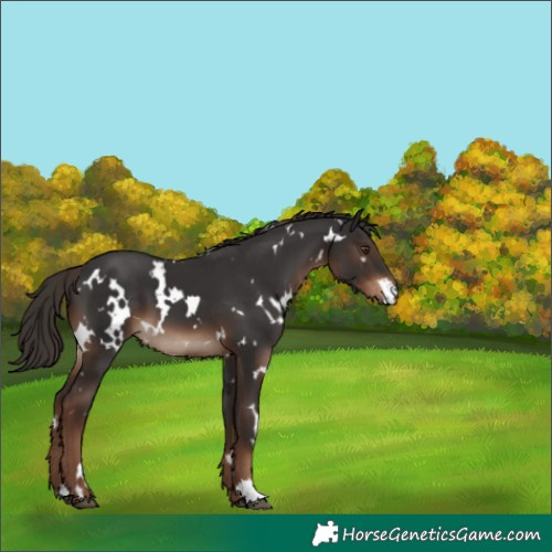 Horse Color:White Spotted Liver Chestnut 