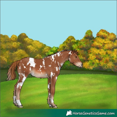 Horse Color:White Spotted Chestnut 