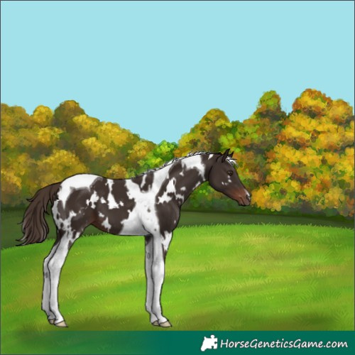 Horse Color:White Spotted Liver Chestnut Tobiano 