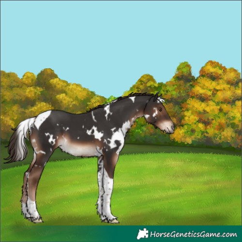 Horse Color:White Spotted Liver Chestnut Tobiano 