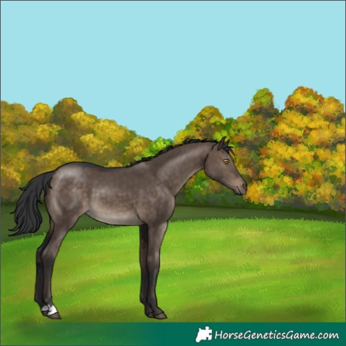 Horse Color:Brown Dun 