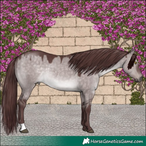 Horse Color:Platinum Chocolate Brown Dun 