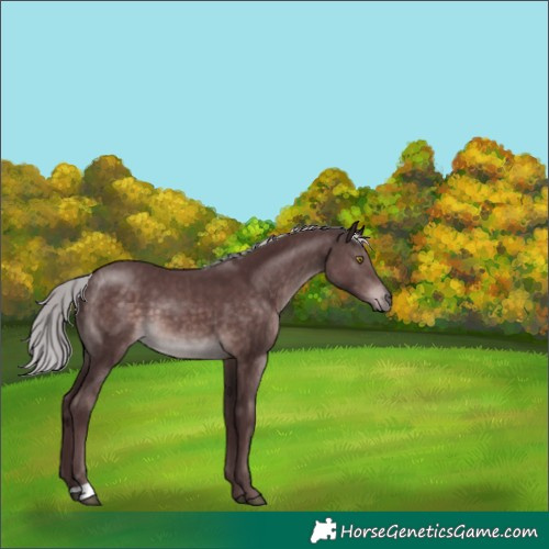 Horse Color:Platinum Chocolate Silver Brown