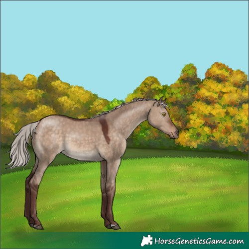 Horse Color:Chocolate Silver Brown Dun 