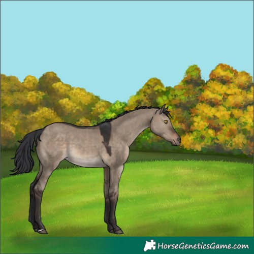 Horse Color:Brown Dun 