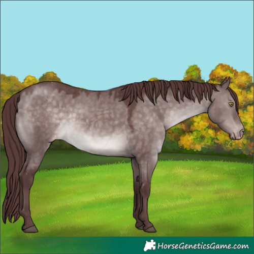 Horse Color:Platinum Chocolate Brown Dun Appaloosa 