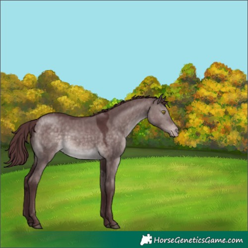 Horse Color:Platinum Chocolate Brown Dun Appaloosa 