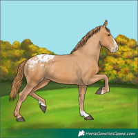 Horse Color:Chestnut Splash Blanket