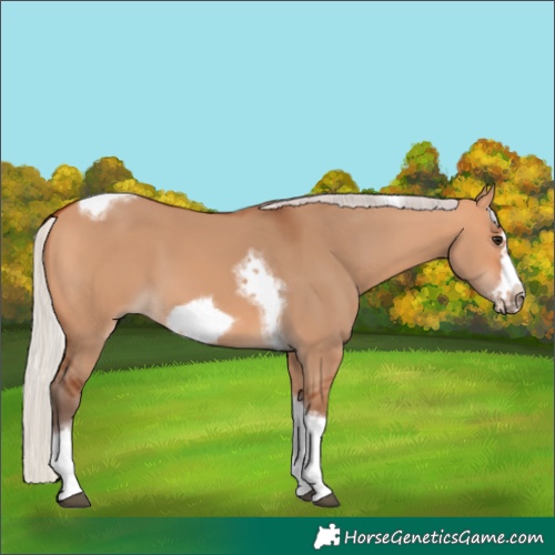 Horse Color:Silver Bay Dun Sabino Tobiano Frame Rabicano 