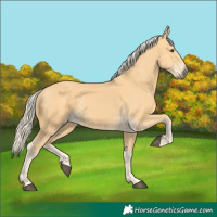 Horse Color:Palomino 