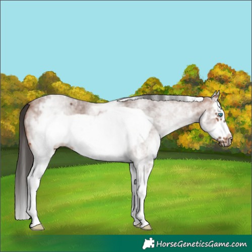 Horse Color:White Spotted Bay Sabino Splash Frame Rabicano 