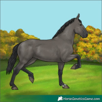 Horse Color:Grullo Rabicano 