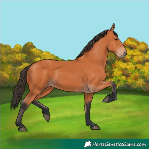 Horse Color:Bay 