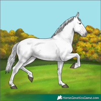 Horse Color:Gray Chestnut 