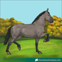 Horse Color:Grullo Rabicano