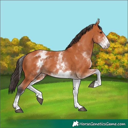Horse Color:White Spotted Bay 