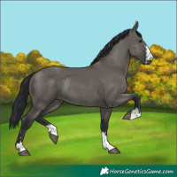 Horse Color:Grullo Rabicano
