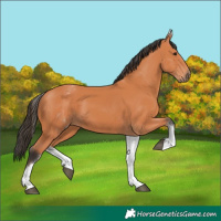Horse Color:White Spotted Bay 