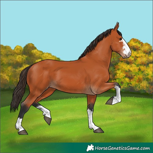 Horse Color:Bay 