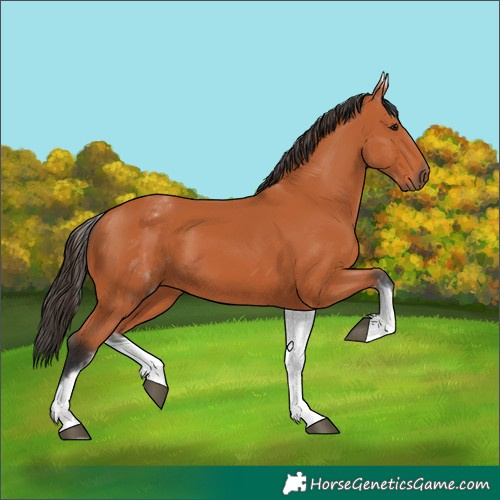 Horse Color:White Spotted Bay 