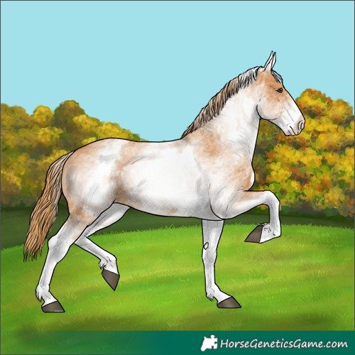 Horse Color:White Spotted Chestnut 