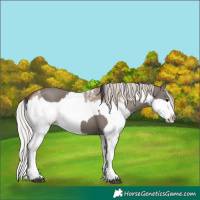 Horse Color:Grullo Sabino Splash and Silver Grullo Sabino Splash